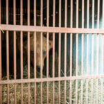 Stezka plná zážitků. A teď i medvědích díky unikátnímu projektu