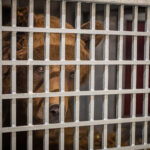 Stezka plná zážitků. A teď i medvědích díky unikátnímu projektu