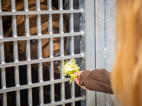 Stezka plná zážitků. A teď i medvědích díky unikátnímu projektu