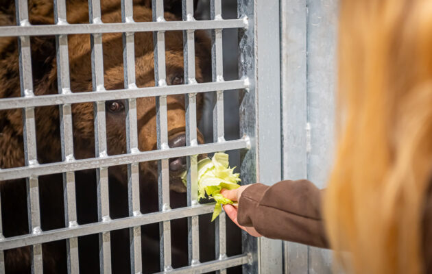 Stezka plná zážitků. A teď i medvědích díky unikátnímu projektu