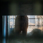 Stezka plná zážitků. A teď i medvědích díky unikátnímu projektu