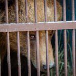 Stezka plná zážitků. A teď i medvědích díky unikátnímu projektu